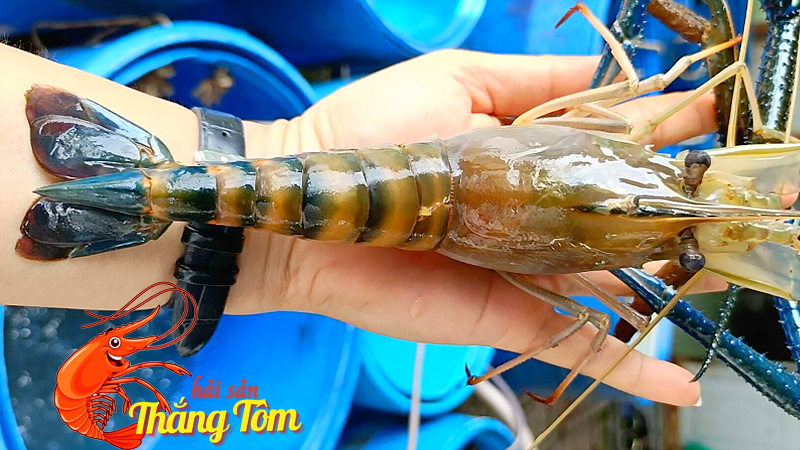 tom cang xanh khong lo