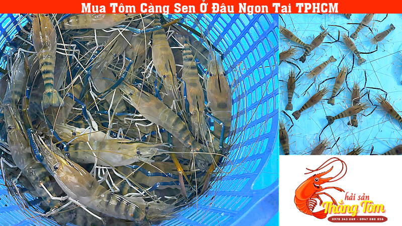 mua tom cang sen o dau ngon o tphcm