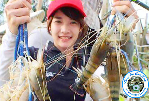 hinh anh tom cang xanh