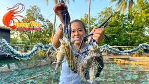 tôm càng xanh sông thiên nhiên